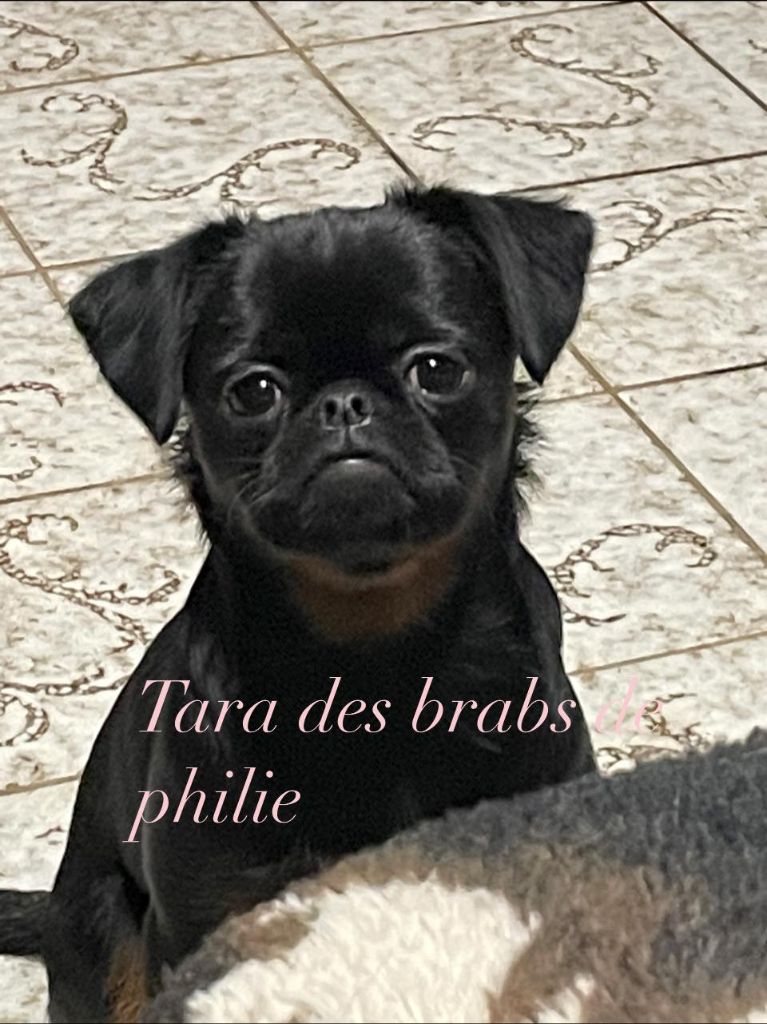 CH. Tara Des Brabs De Philie