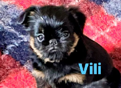 Vili