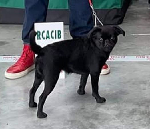 CH. Naomie Des Brabs De Philie