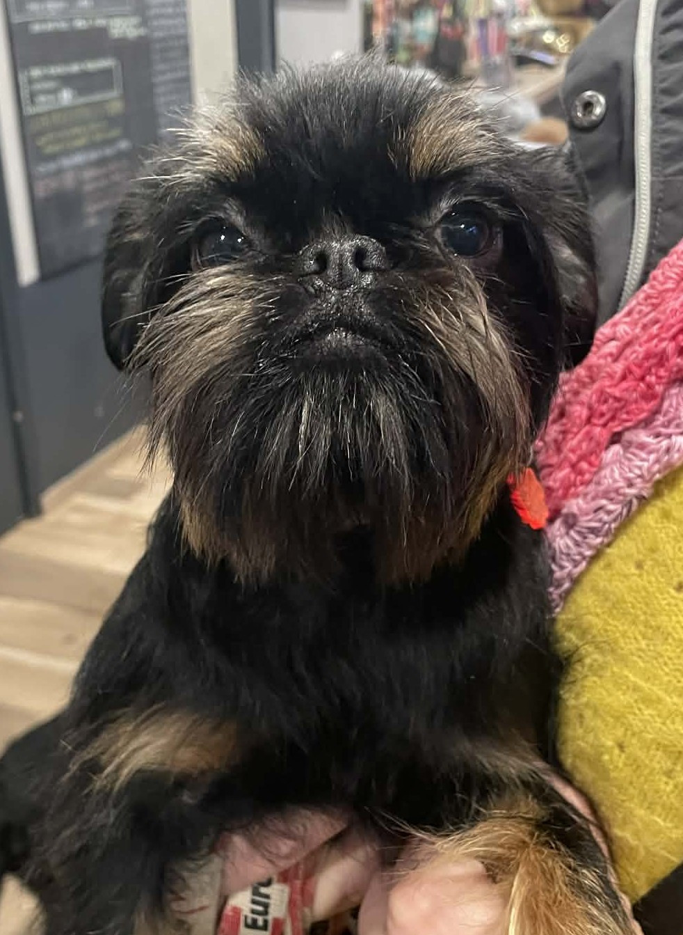 Volcane Des Brabs De Philie