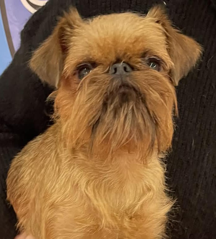 Vesta Des Brabs De Philie