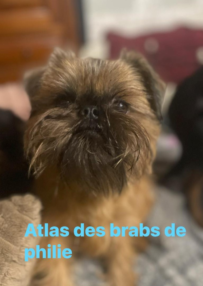 Atlas Des Brabs De Philie