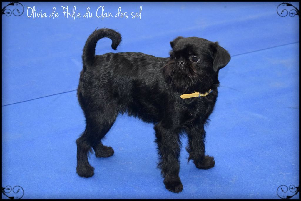 CH. Olivia DePhilie Du Clan Des Sel