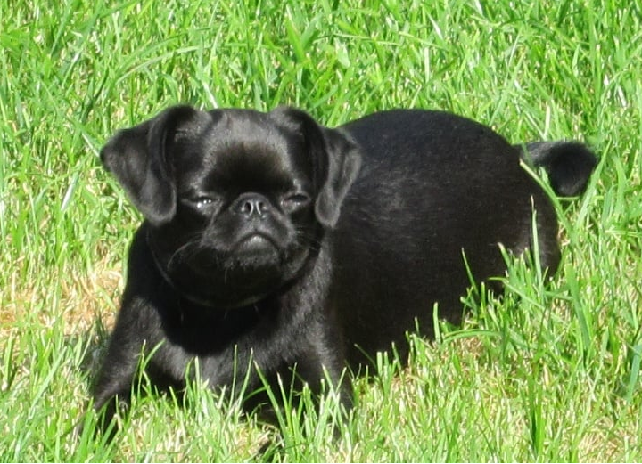 Isabeau du Clan des petits Gremlin's