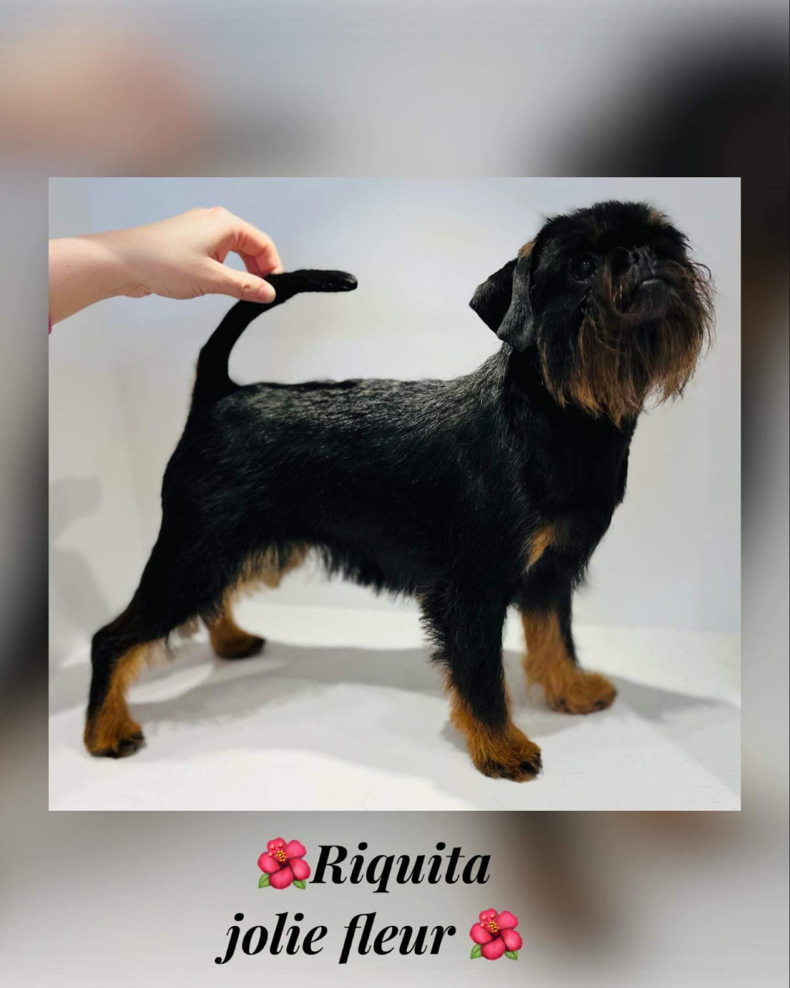 CH. Riquita jolie fleur Des Brabs De Philie