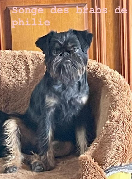 Des Brabs De Philie - Plus qu'1 chiot disponible