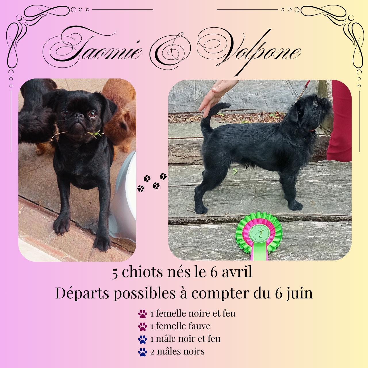 Les chiots de Taomie et Volpone sont nés