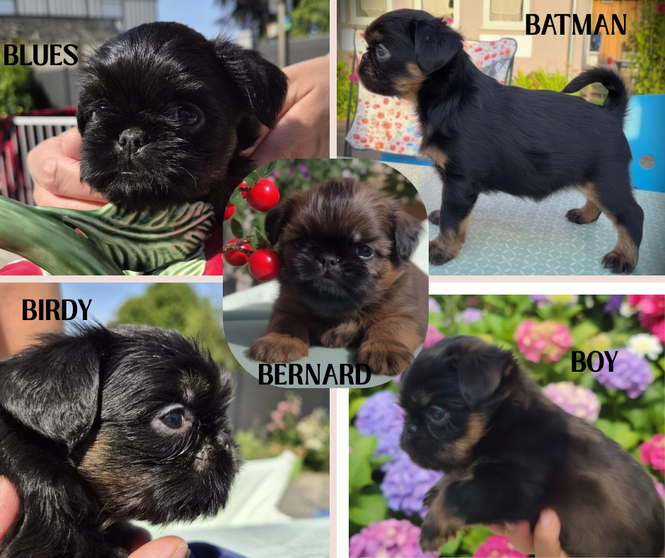 4 bébés griffons belges dispo à la réservation