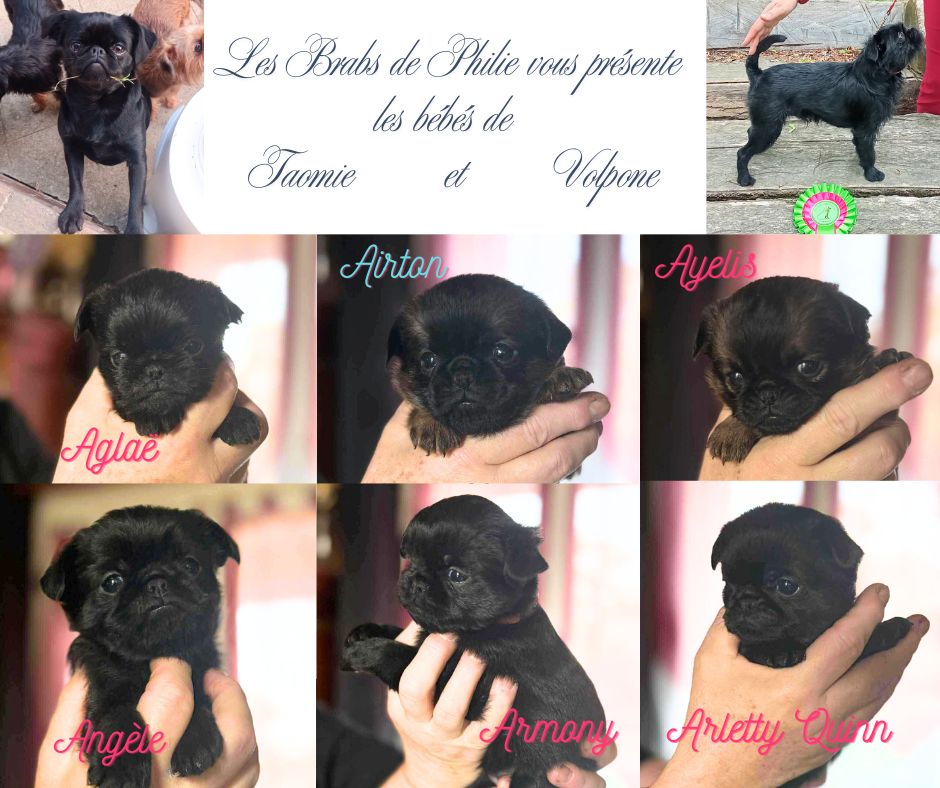 Présentation des chiots de Taomie et Volpone