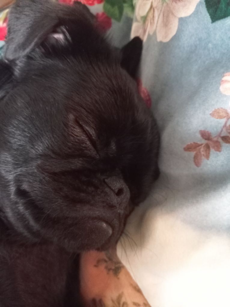 Plus de chiot disponible