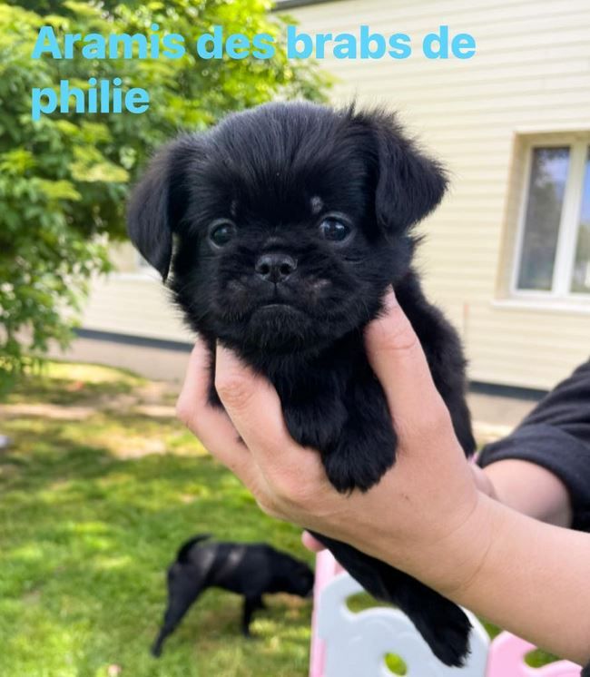 Aramis, dernier petit belge à chercher sa famille