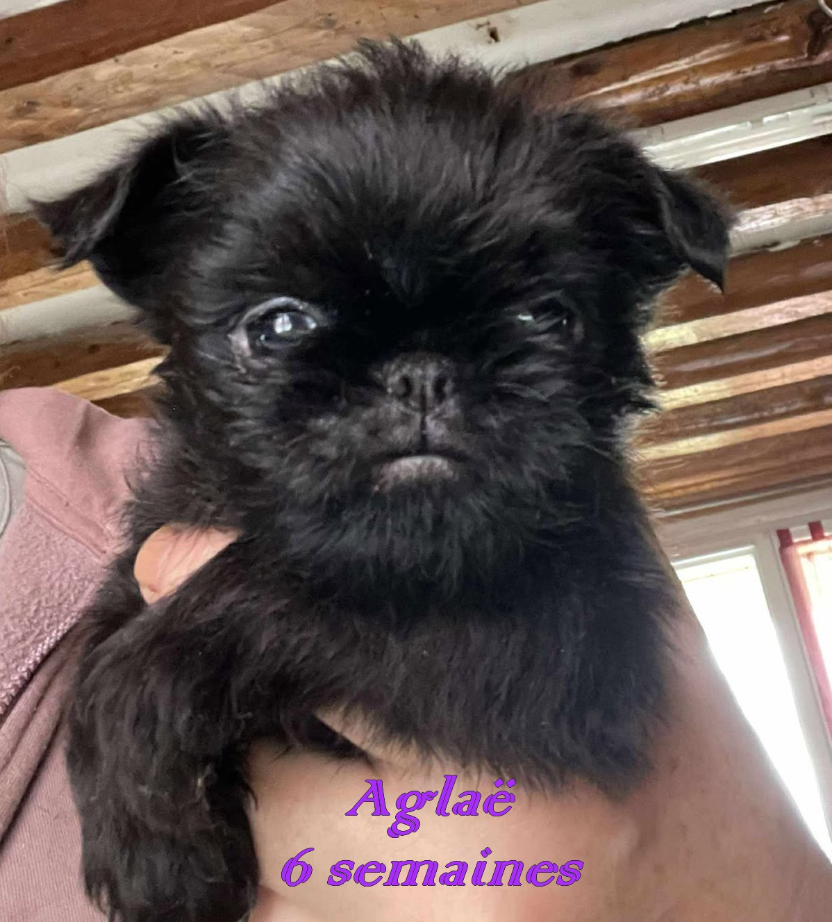 Des Brabs De Philie - Chiots disponibles - Petit Brabançon
