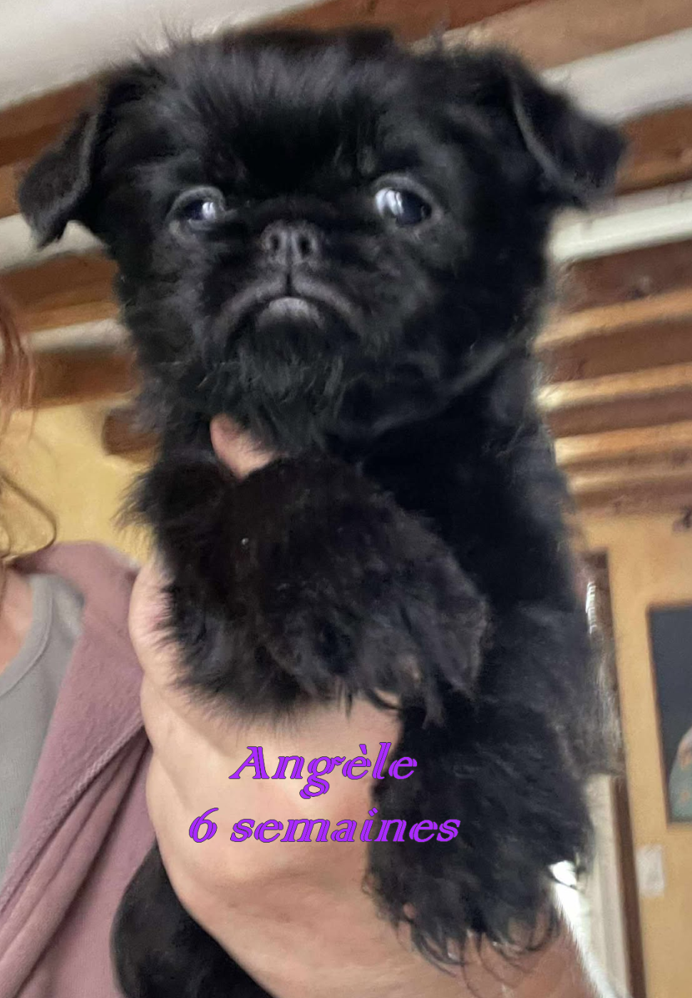 Des Brabs De Philie - Chiots disponibles - Petit Brabançon