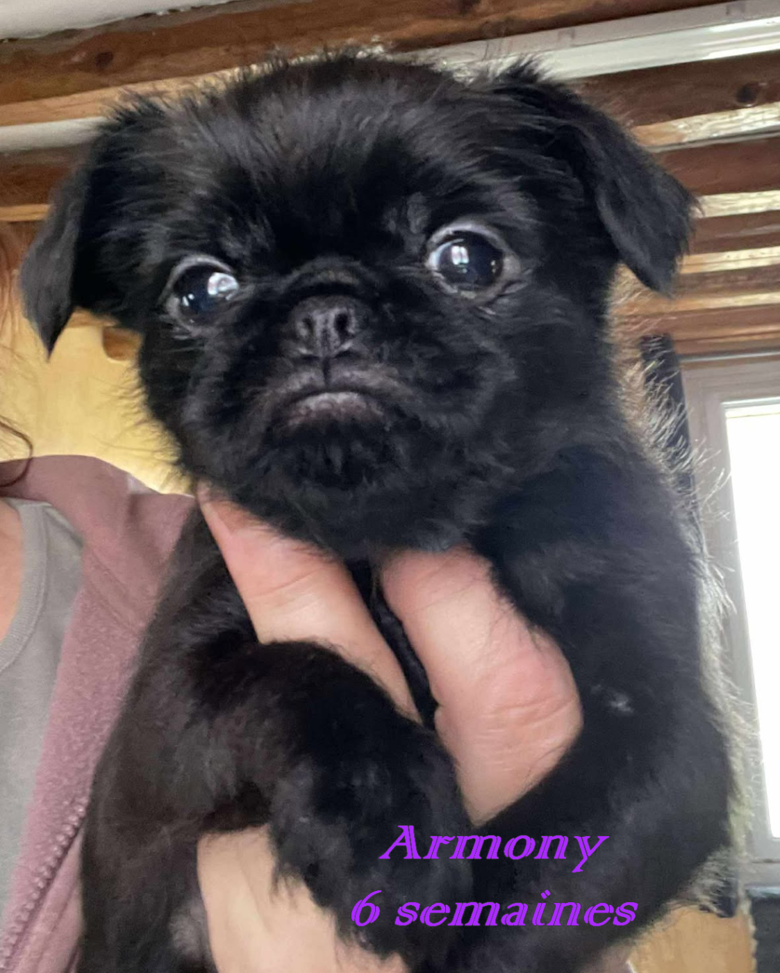 Des Brabs De Philie - Chiots disponibles - Petit Brabançon