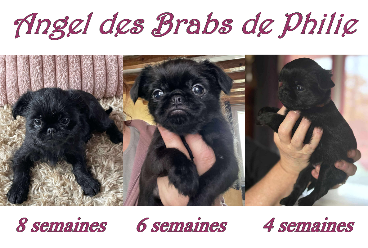 Des Brabs De Philie - Chiots disponibles - Griffon belge