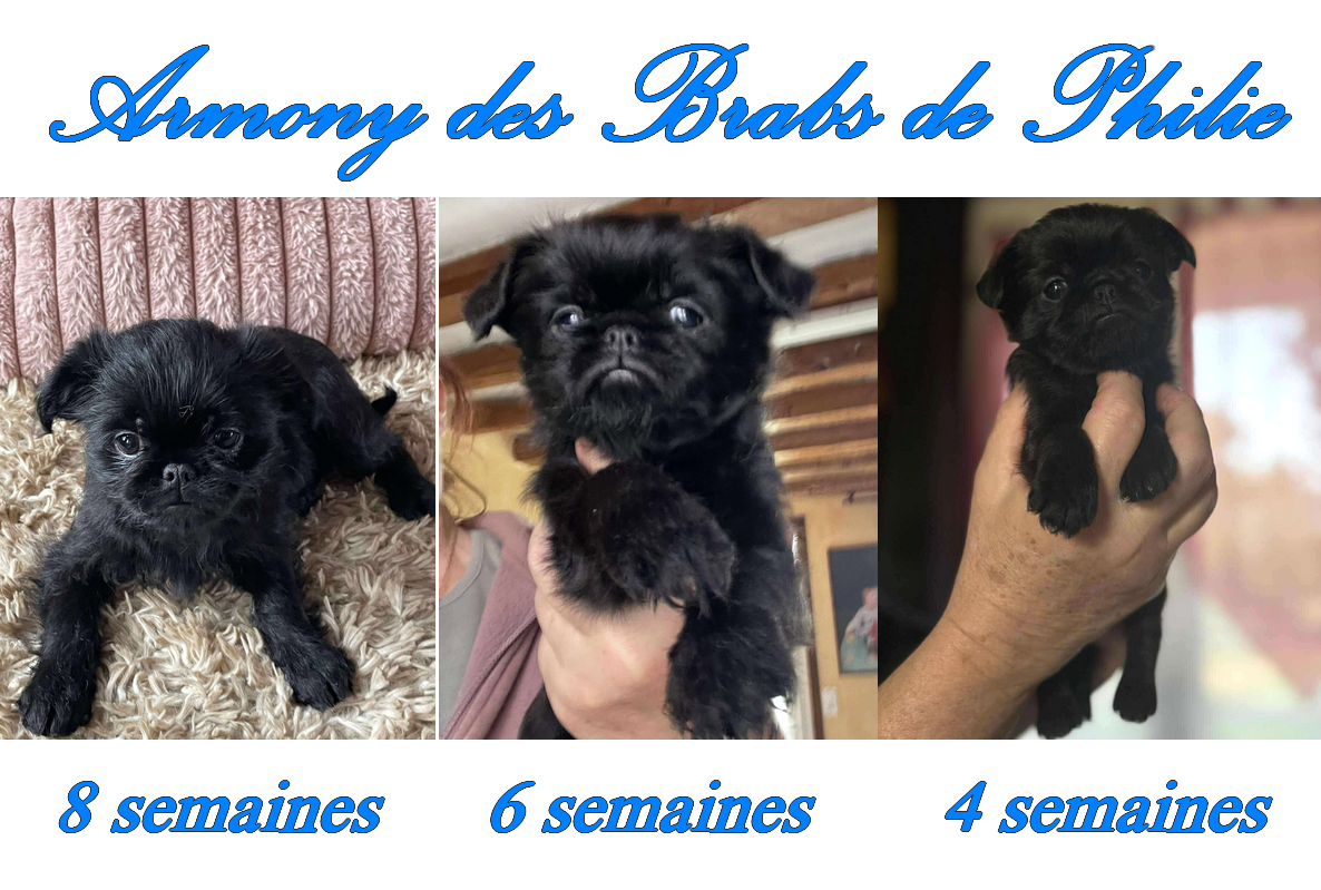 Des Brabs De Philie - Chiots disponibles - Griffon belge