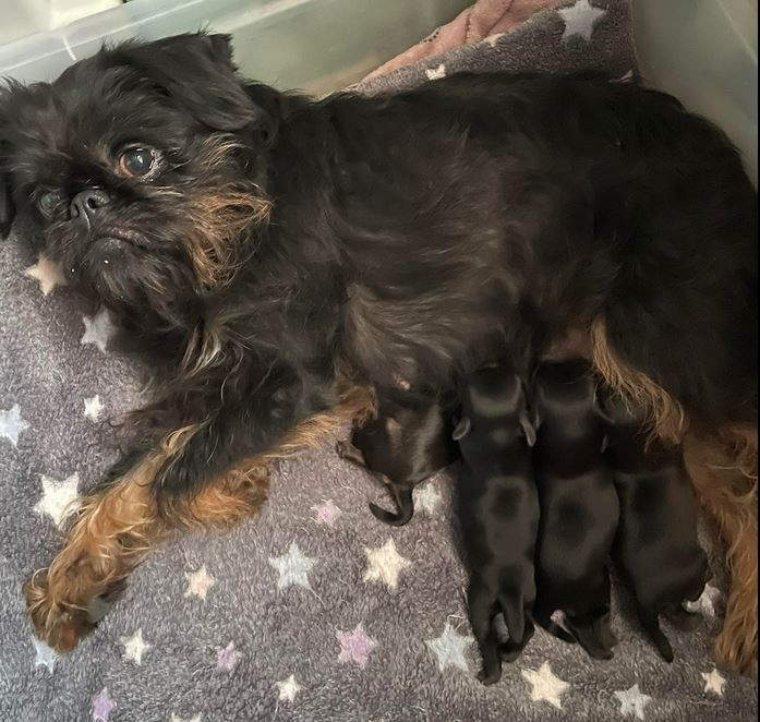 Chiot Griffon belge Des Brabs De Philie