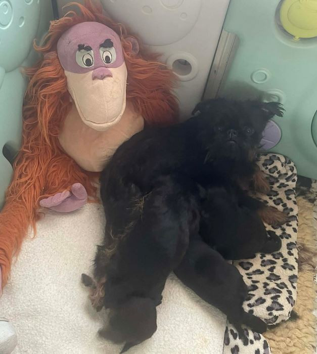 Chiot Griffon belge Des Brabs De Philie