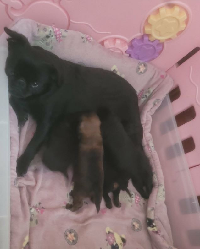 Chiot Petit Brabançon Des Brabs De Philie