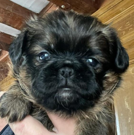 Des Brabs De Philie - Chiots disponibles - Petit Brabançon