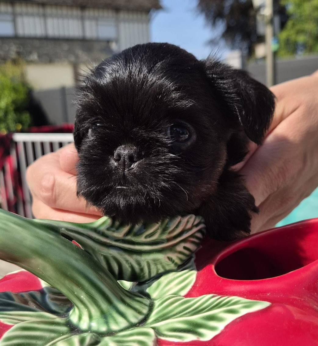 Des Brabs De Philie - Chiots disponibles - Griffon bruxellois