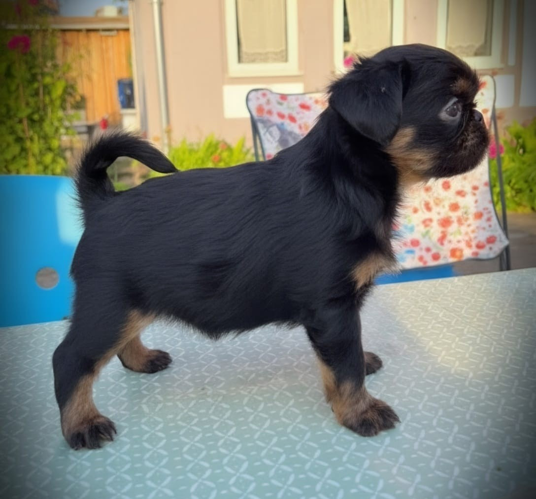 Des Brabs De Philie - Chiots disponibles - Griffon bruxellois