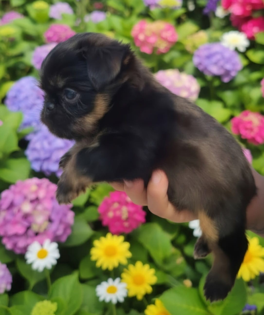 Des Brabs De Philie - Chiots disponibles - Griffon bruxellois