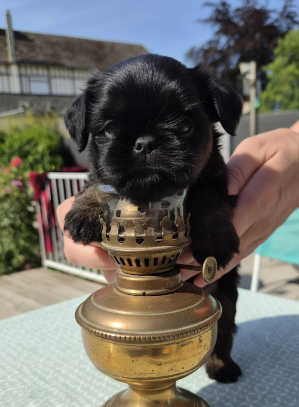 Des Brabs De Philie - Chiots disponibles - Griffon bruxellois