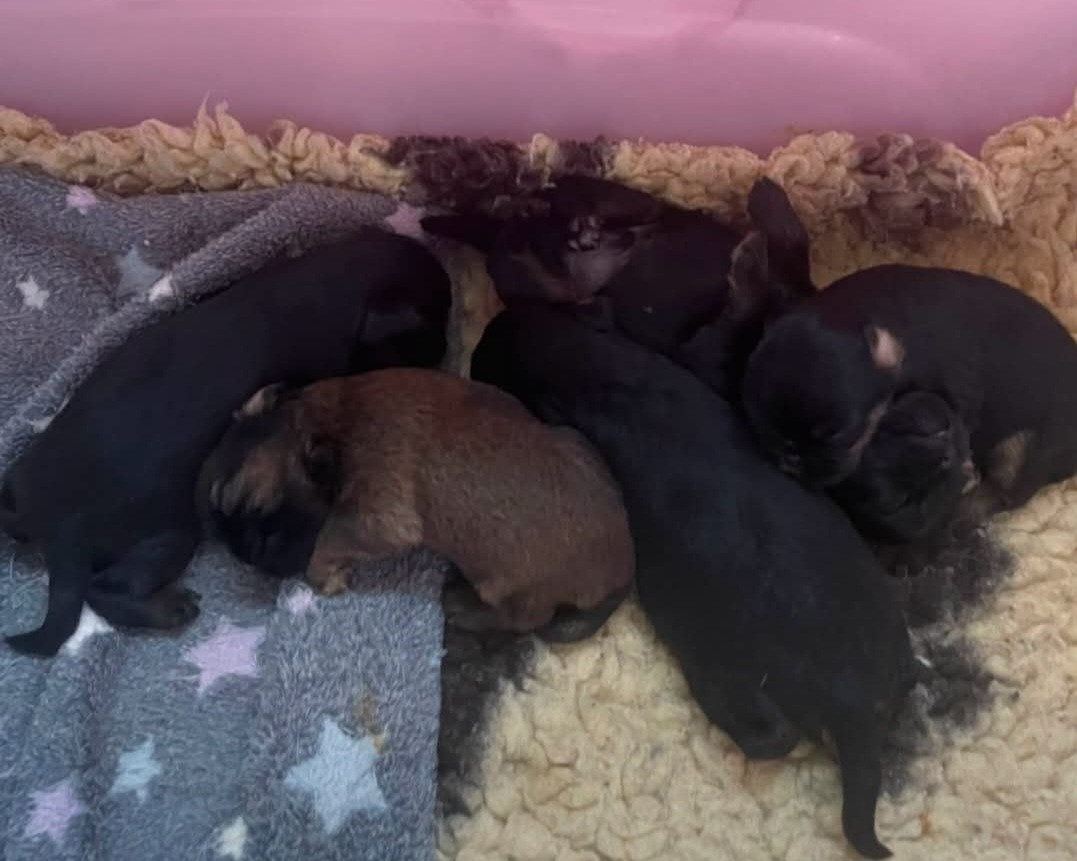 Chiot Griffon bruxellois Des Brabs De Philie