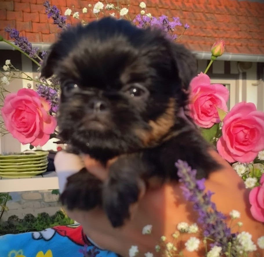 Des Brabs De Philie - Chiots disponibles - Griffon belge