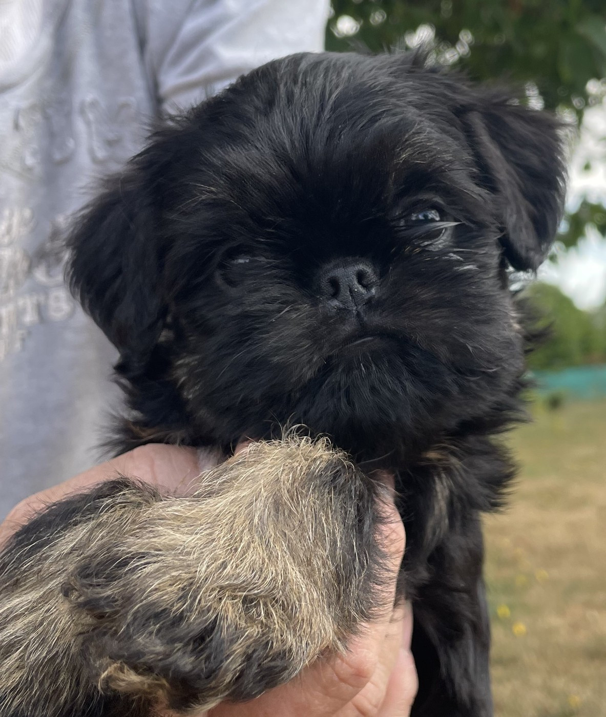 Des Brabs De Philie - Chiots disponibles - Griffon bruxellois