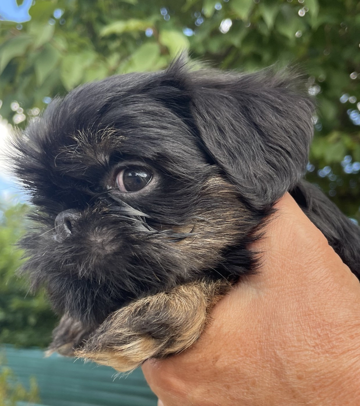 Des Brabs De Philie - Chiots disponibles - Griffon bruxellois