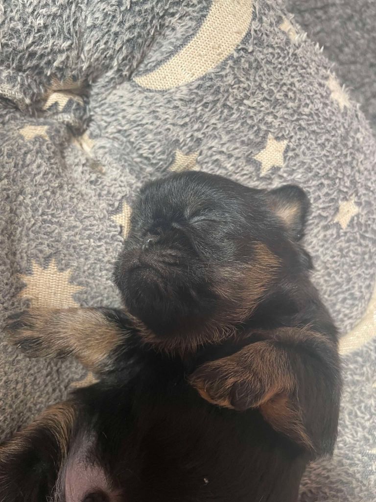 Des Brabs De Philie - Chiots disponibles - Petit Brabançon