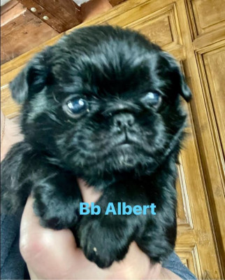 BB Albert