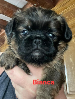 Bianca