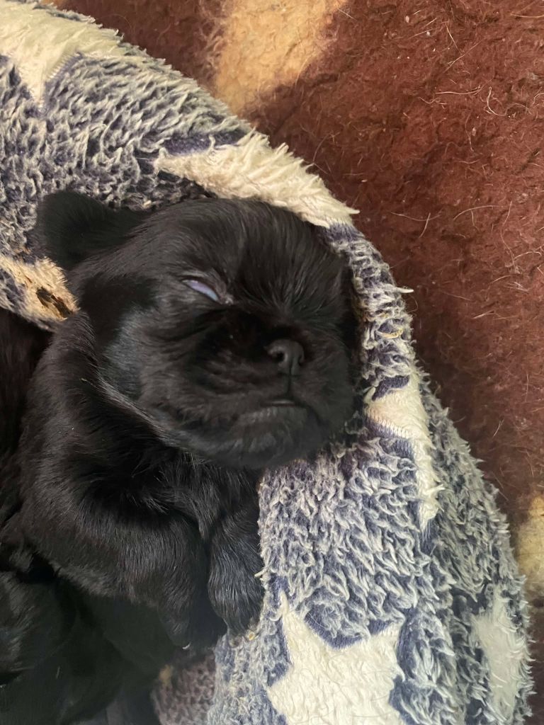 Des Brabs De Philie - Chiots disponibles - Griffon belge