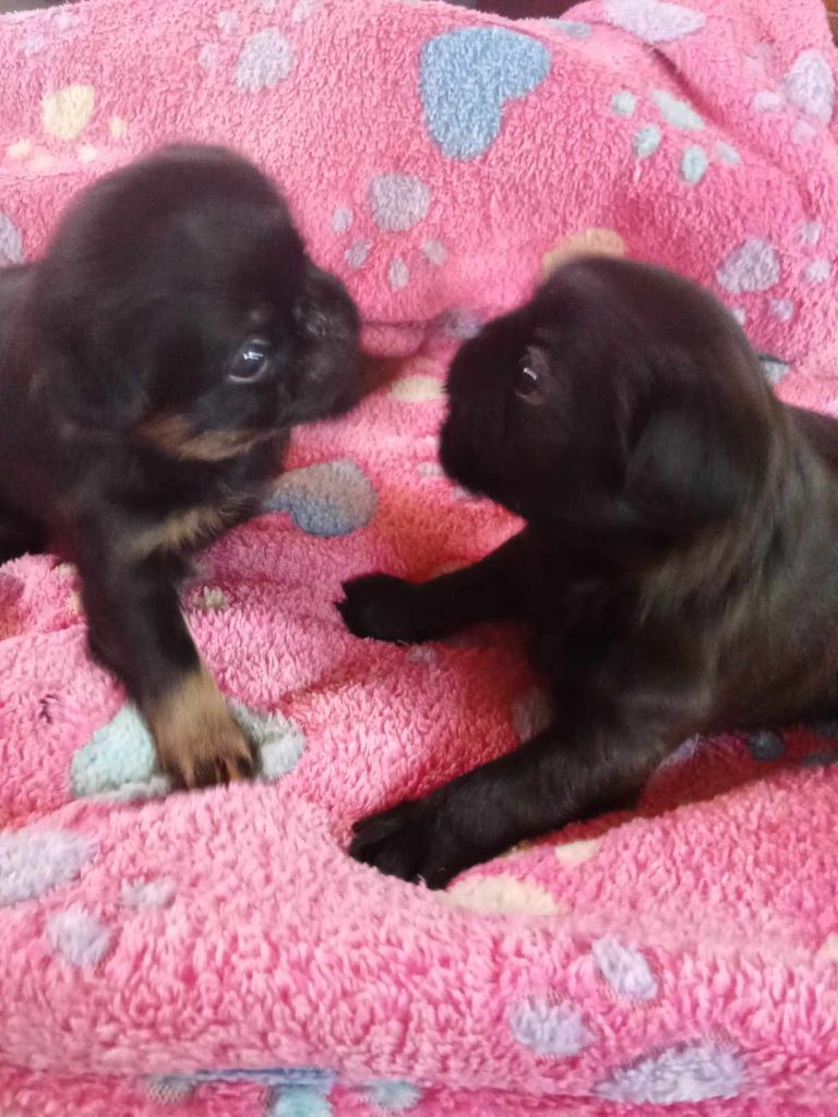 Des Brabs De Philie - Petit Brabançon - Portée née le 13/04/2025