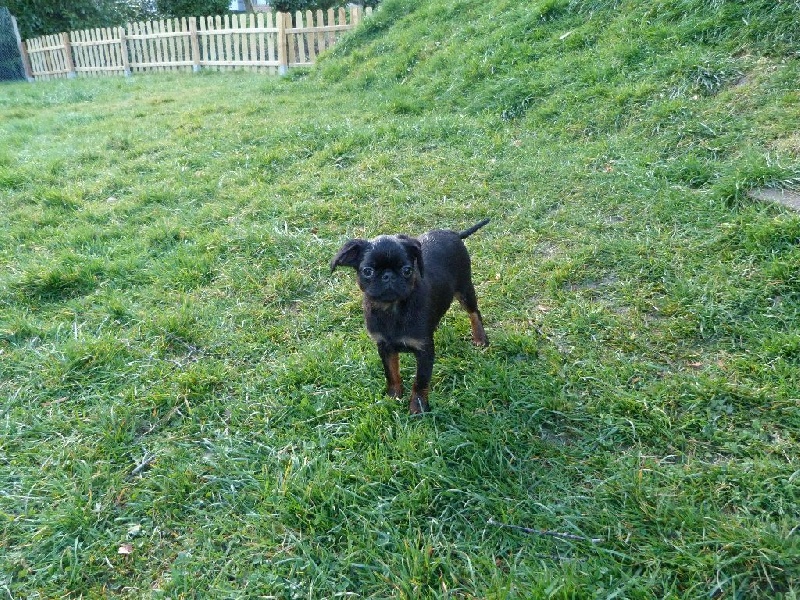 Des Brabs De Philie - Petit Brabançon - Portée née le 23/12/2014